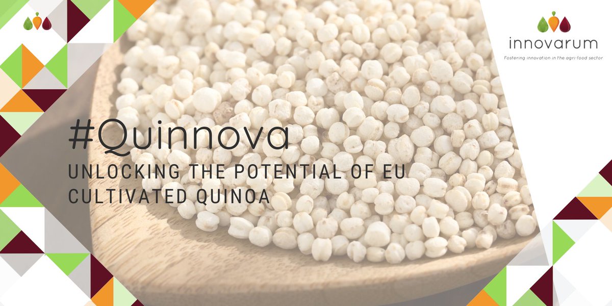 📰Article at <a href="/CORDIS_EU/">EU Research Results</a>  👉 Unlocking the potential of #EU cultivated #quinoa through the production of #protein-rich quinoa flour &amp; #functional quinoa starch 

✅<a href="/Greenfood50/">GreenFood50</a> 
✅ow.ly/zYY150zdktR

#Innovarum #EUProjects #FoodProduction #PlantBasedProtein #Quinnova