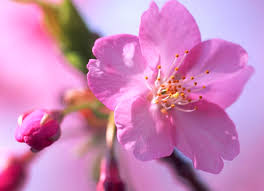 Plum Flowers shows their beauty !

#plum #freex #freexpro #flowers #umepower #photographylovers #PhotographyIsLife #photography