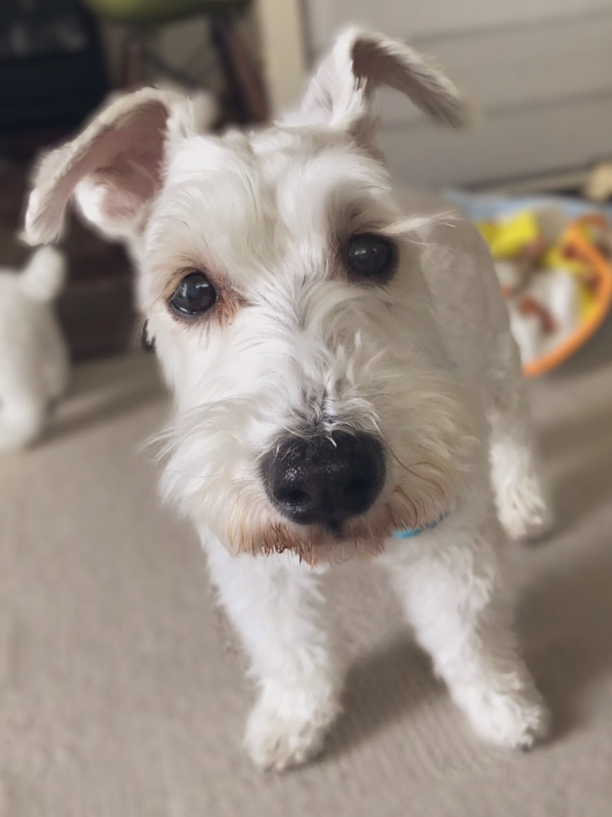 ちぃ 犬は良い 毎日信じられないほど可愛い 365日可愛い 可愛くない時が無い のすごい 可愛すぎて毎日ビックリする どんな時でも とりあえず犬が毎日可愛い すごい 犬は良いぞ