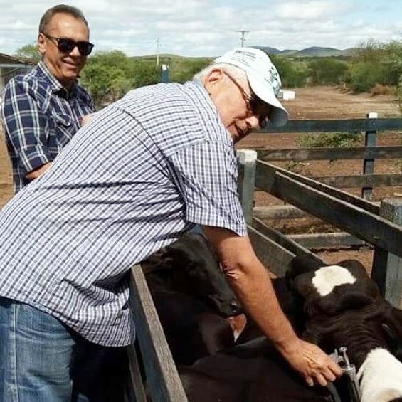 Governo adia vacinação contra a febre aftosa por conta da pandemia.