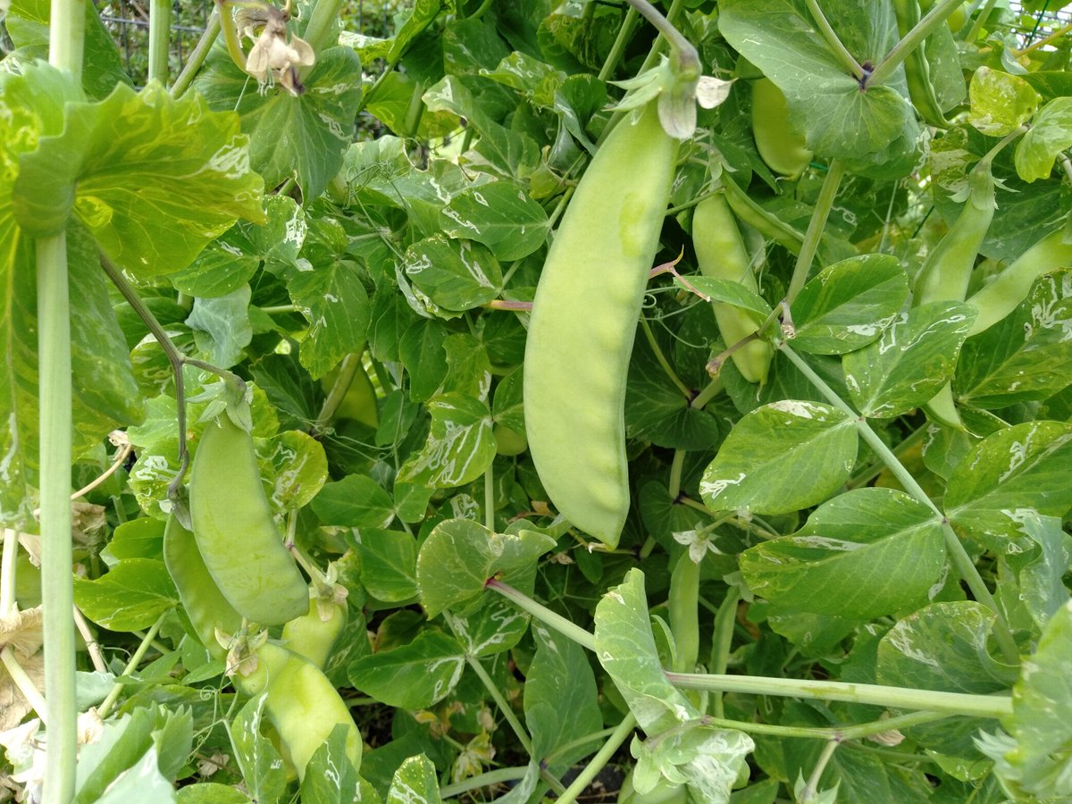 KieranShields3's tweet photo. This seems like a very relevant Tweet, especially on #EarthDay2020. Unfortunately, G3's @canacad are unable to to be at school due to COVID-19. Nevertheless, their garden continues to flourish &amp; yesterday a third harvest occurred. Cesars kitchen were v thankful for the veg https://t.co/D9Xs7ElRPf