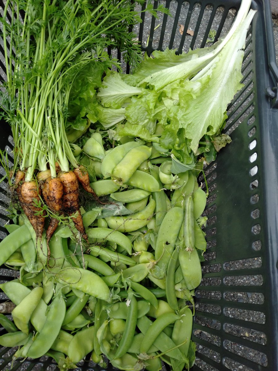 KieranShields3's tweet photo. This seems like a very relevant Tweet, especially on #EarthDay2020. Unfortunately, G3's @canacad are unable to to be at school due to COVID-19. Nevertheless, their garden continues to flourish &amp; yesterday a third harvest occurred. Cesars kitchen were v thankful for the veg https://t.co/D9Xs7ElRPf