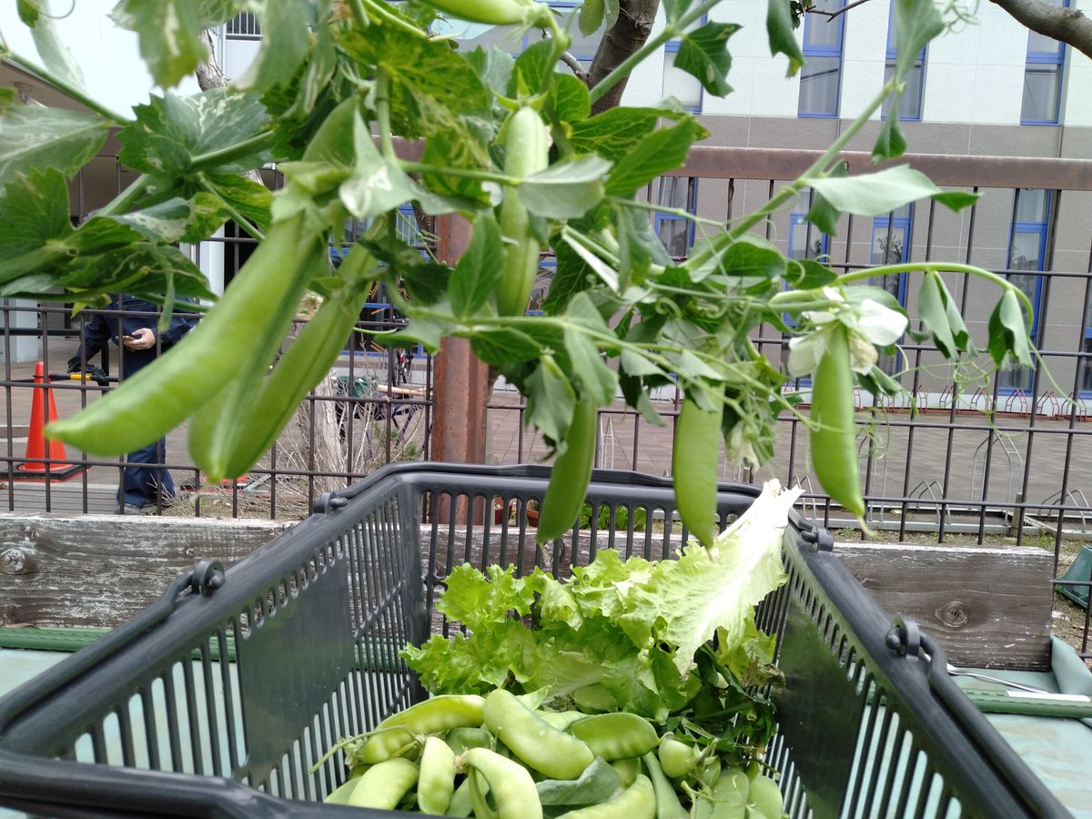 KieranShields3's tweet photo. This seems like a very relevant Tweet, especially on #EarthDay2020. Unfortunately, G3's @canacad are unable to to be at school due to COVID-19. Nevertheless, their garden continues to flourish &amp; yesterday a third harvest occurred. Cesars kitchen were v thankful for the veg https://t.co/D9Xs7ElRPf