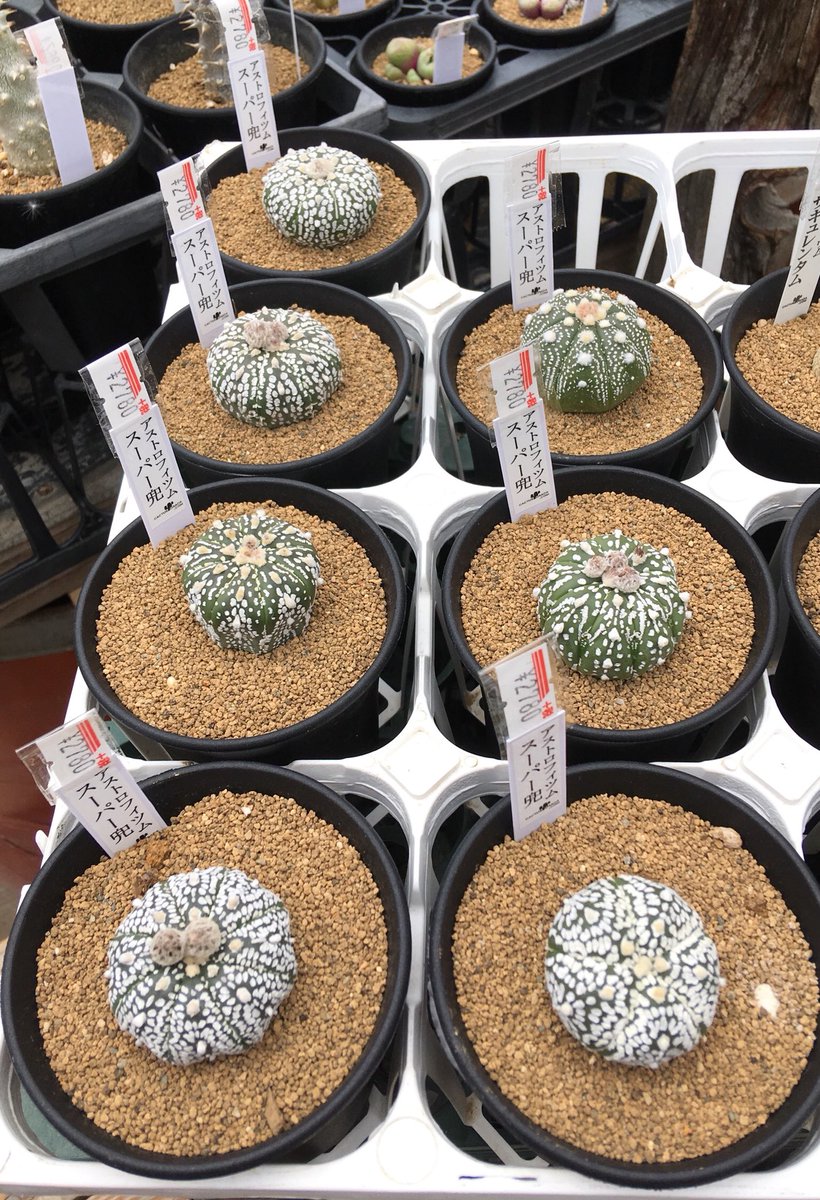 スーパー兜 Twitter Search Twitter