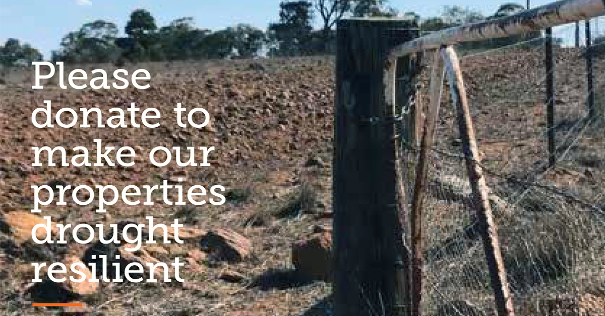 nationaltrustau's tweet photo. We need your help to capture the rain. Parts of NSW are suffering from severe drought. Help raise $120,000 to repair heritage homesteads #Saumarez, #Dundullimal & #Riversdale. When the rain does fall, not one drop will be wasted. Donate 👉🏽https://t.co/sVcxkE4tKr #ReadyForRain https://t.co/3jHDKfaxIF