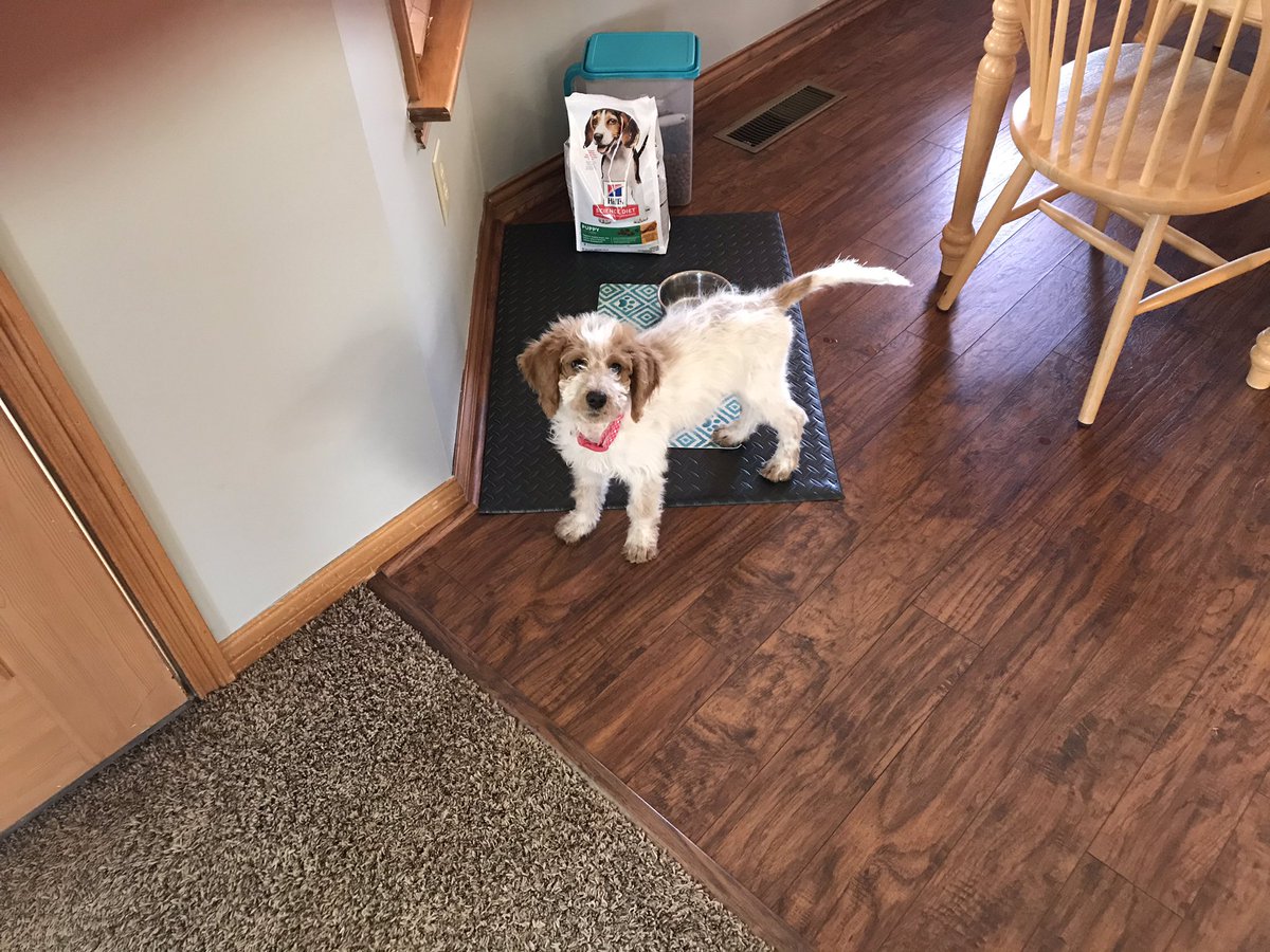 GCJrHighAP's tweet photo. Today I:
Was happy to see and talk to teachers during PLCs, had a productive climate committee meeting, made a few phone calls, and continued the family quest of building a barrier that will keep the dog off the couch....
#InThisTogether #CougarsConnectEd https://t.co/iDeTYhiMPS