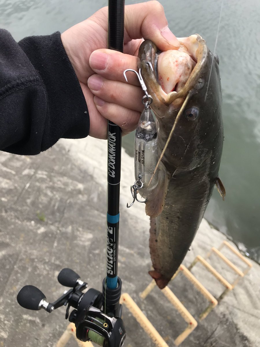 namatamanama's tweet photo. ライギョ釣れんのでナマズ釣って遊んでたらすっぽ抜けて右脚のスネにフックぶっ刺さる。
新品のバーブレスヘビーフックはズボンなんて足なんて余裕の貫通力。
🙏( ˘ω˘ )
#鯰通信 #ナマズ #catfish
#heddon #originalzaraspook
#suilowz #gcdominator #gc57m https://t.co/R3endnLe46