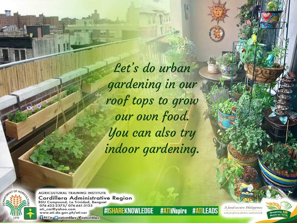 aticordillera's tweet photo. #atifotos #atiinspire #atiinteractive #ishareknowledge #stayathome #containergardening #foodproduction https://t.co/LWCtgv1cCH