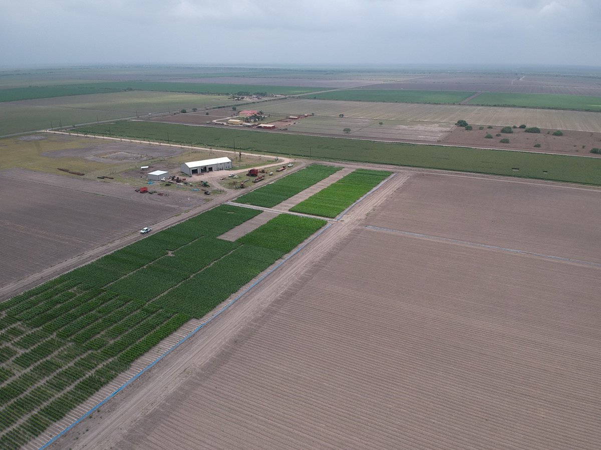 Great view of our Maize and Sorghum show plots! courtesy of <a href="/AgronomyOnTheGo/">Traveling Agronomist</a> @BreederBenBeyer @AltaSeeds
