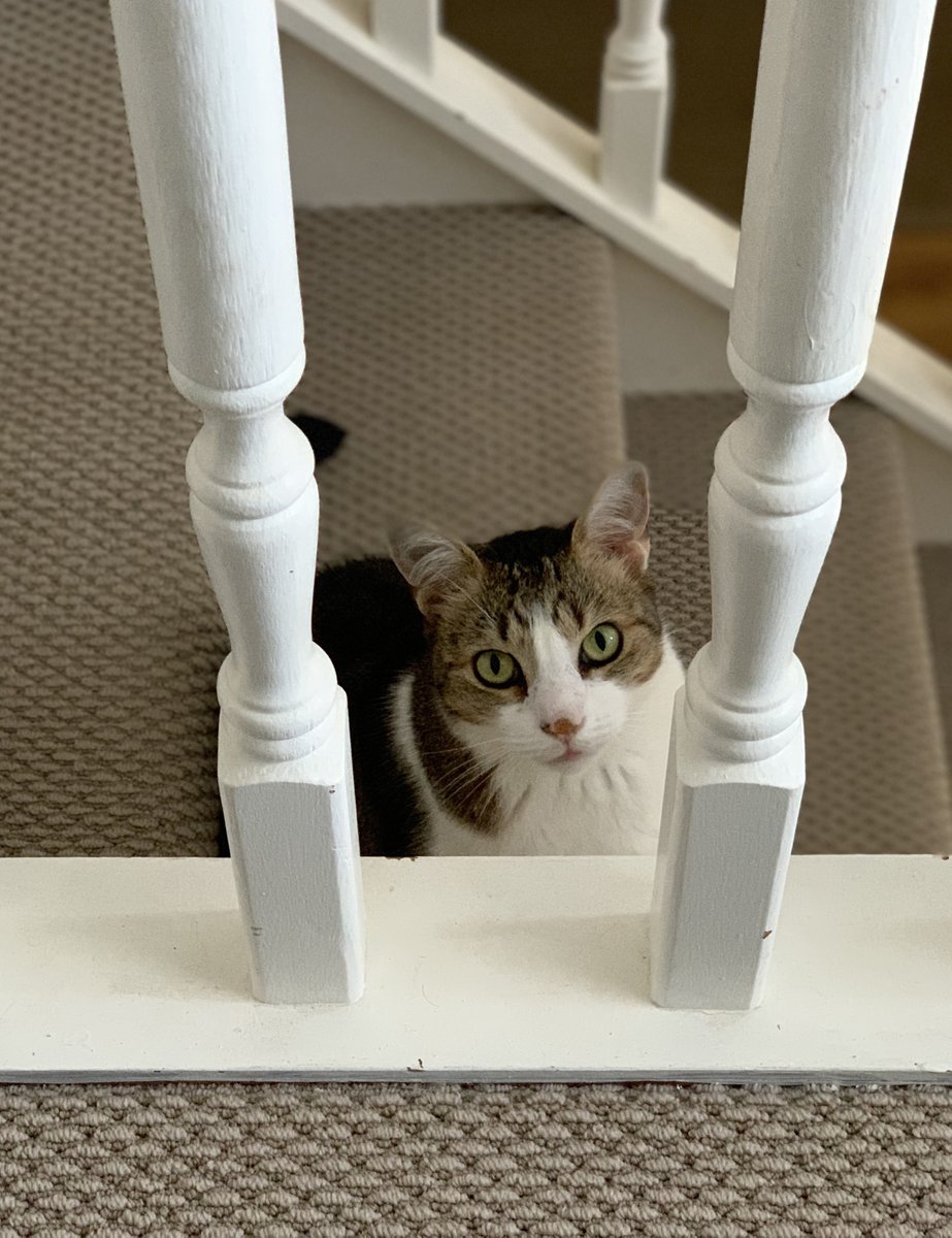 UOW's tweet photo. Watch out #PetsofUWA #PetsofANU #PetsOfQUT #PetsAtLaTrobe #PetsofUNSW and #PetsOfUSYD #PetsofUOW has entered the #AusUniPetWars and we’re coming for you with some of the cutest pets you’ve ever seen! https://t.co/VcapLkXjGV