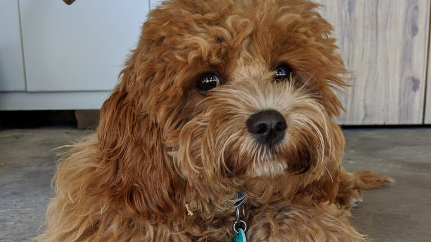 UOW's tweet photo. Watch out #PetsofUWA #PetsofANU #PetsOfQUT #PetsAtLaTrobe #PetsofUNSW and #PetsOfUSYD #PetsofUOW has entered the #AusUniPetWars and we’re coming for you with some of the cutest pets you’ve ever seen! https://t.co/VcapLkXjGV