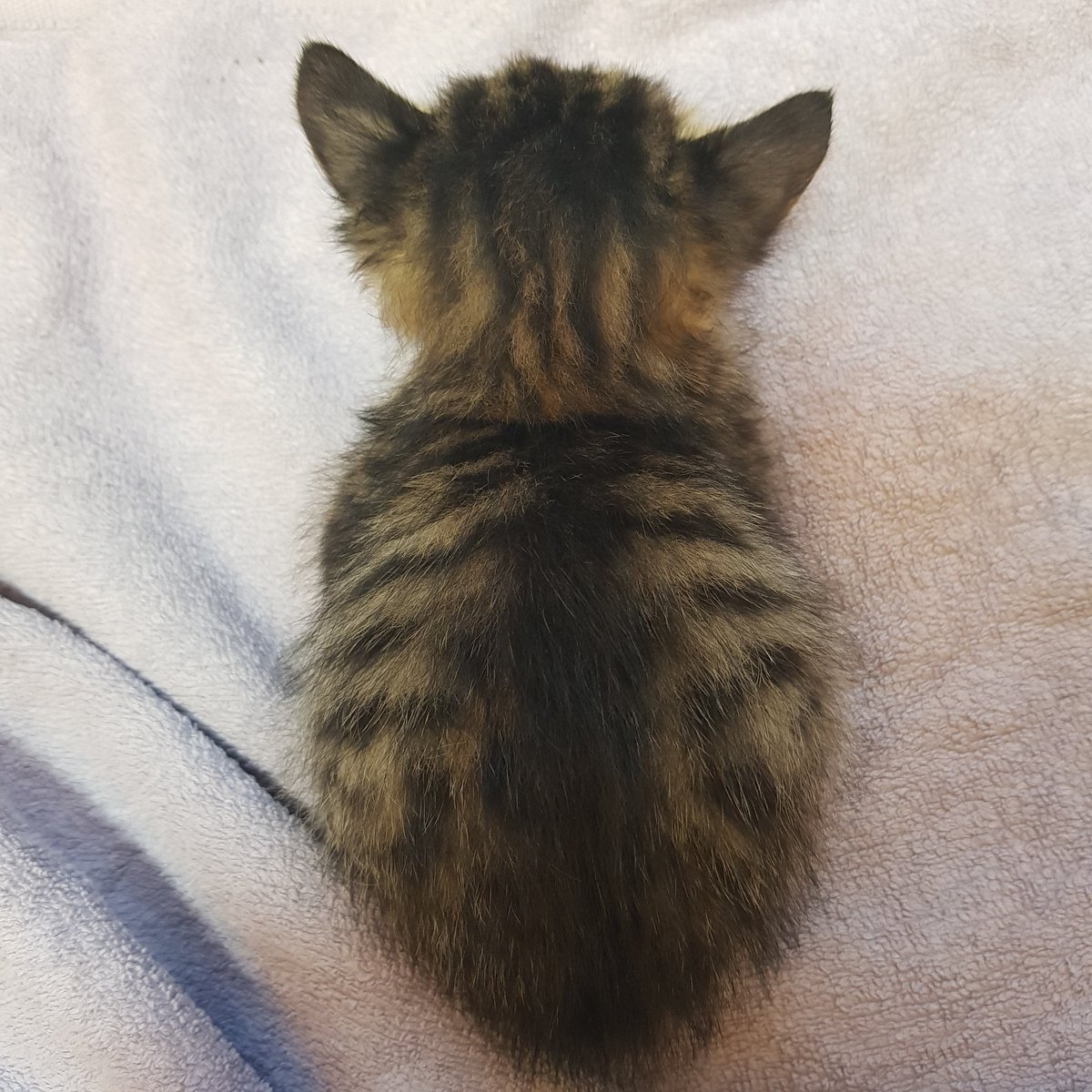 확대 쪼랭 자반이 입양 취소로 새 가족 기다리고 있습니다. 파보장염 완치 소견으로 오늘 내원해 검사로 완치 판정 받을 예정입니다.
pawinhand.kr/link/linker.ht…