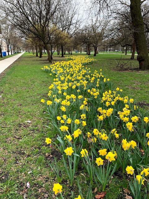 sa5137's tweet photo. AT&amp;T volunteers are horticulturists!  We planted 2,000 Daffadil bulbs last November when it was freezing outside and they bloomed.  #BELIEVECHICAGO #LIFEATATT https://t.co/I1Icvuiel9