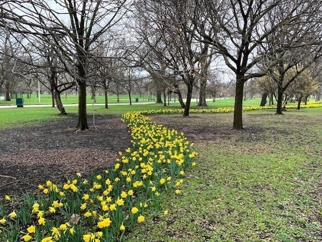sa5137's tweet photo. AT&amp;T volunteers are horticulturists!  We planted 2,000 Daffadil bulbs last November when it was freezing outside and they bloomed.  #BELIEVECHICAGO #LIFEATATT https://t.co/I1Icvuiel9