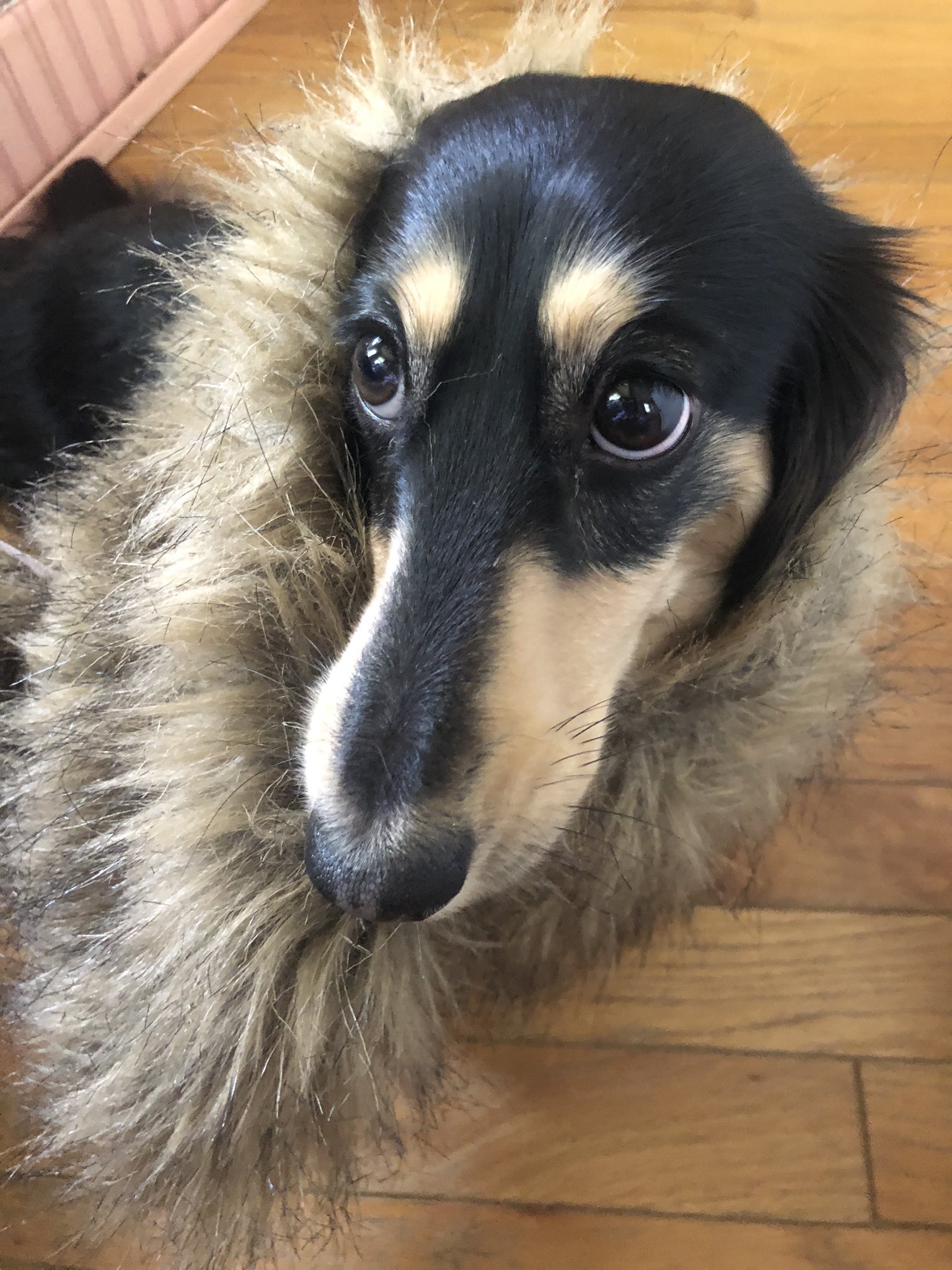ライオン犬 Twitter Search Twitter