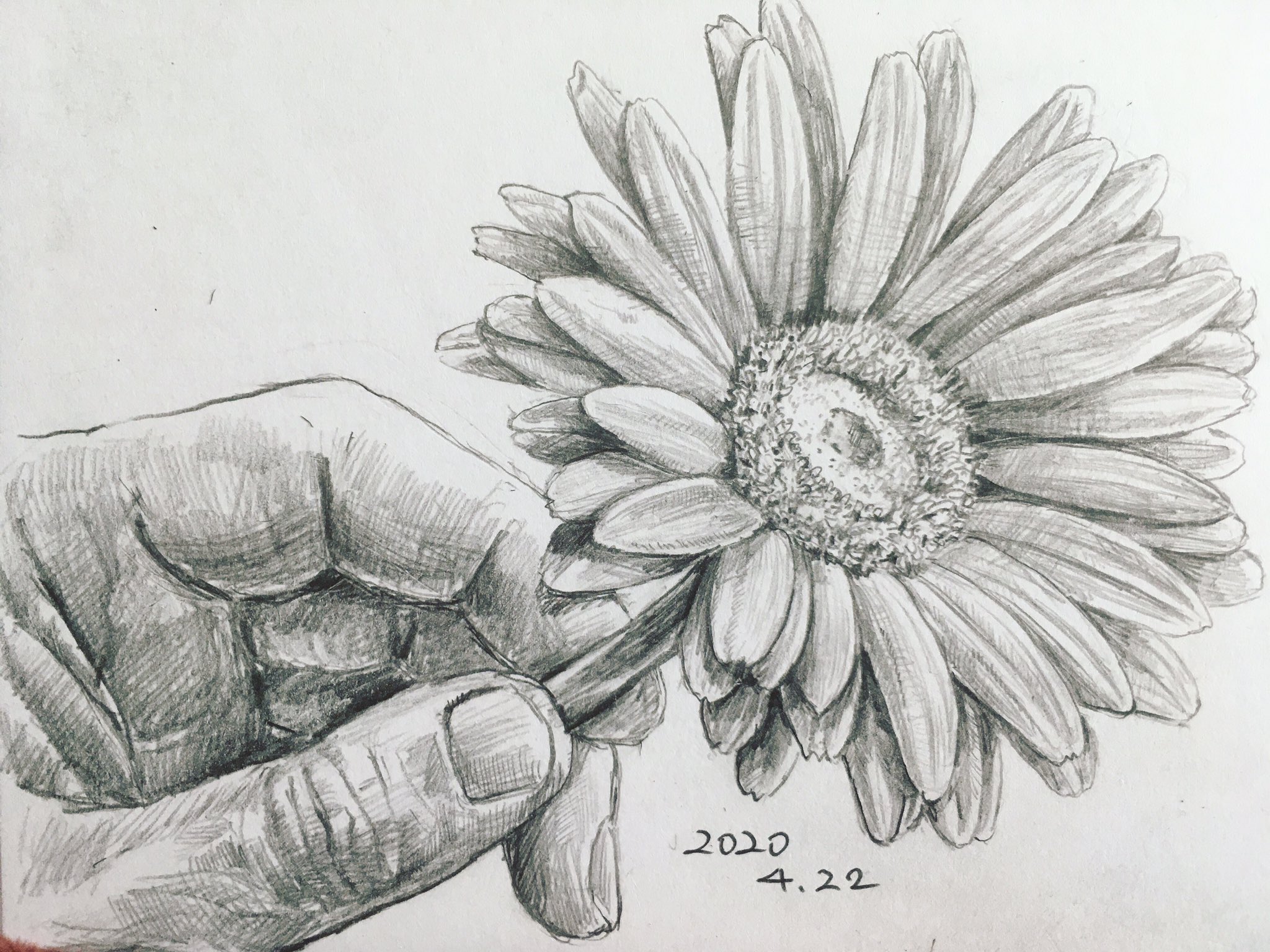 らっきー 毎日デッサン計画 植物画シリーズ デッサン スケッチ 鉛筆画 美術 描いてみた 毎日デッサン計画 Dailydrawingplan Dessin Drawing Sketch Art Artwork Pencildrawing Botanicalart 切り花 ガーベラ Gerbera T Co