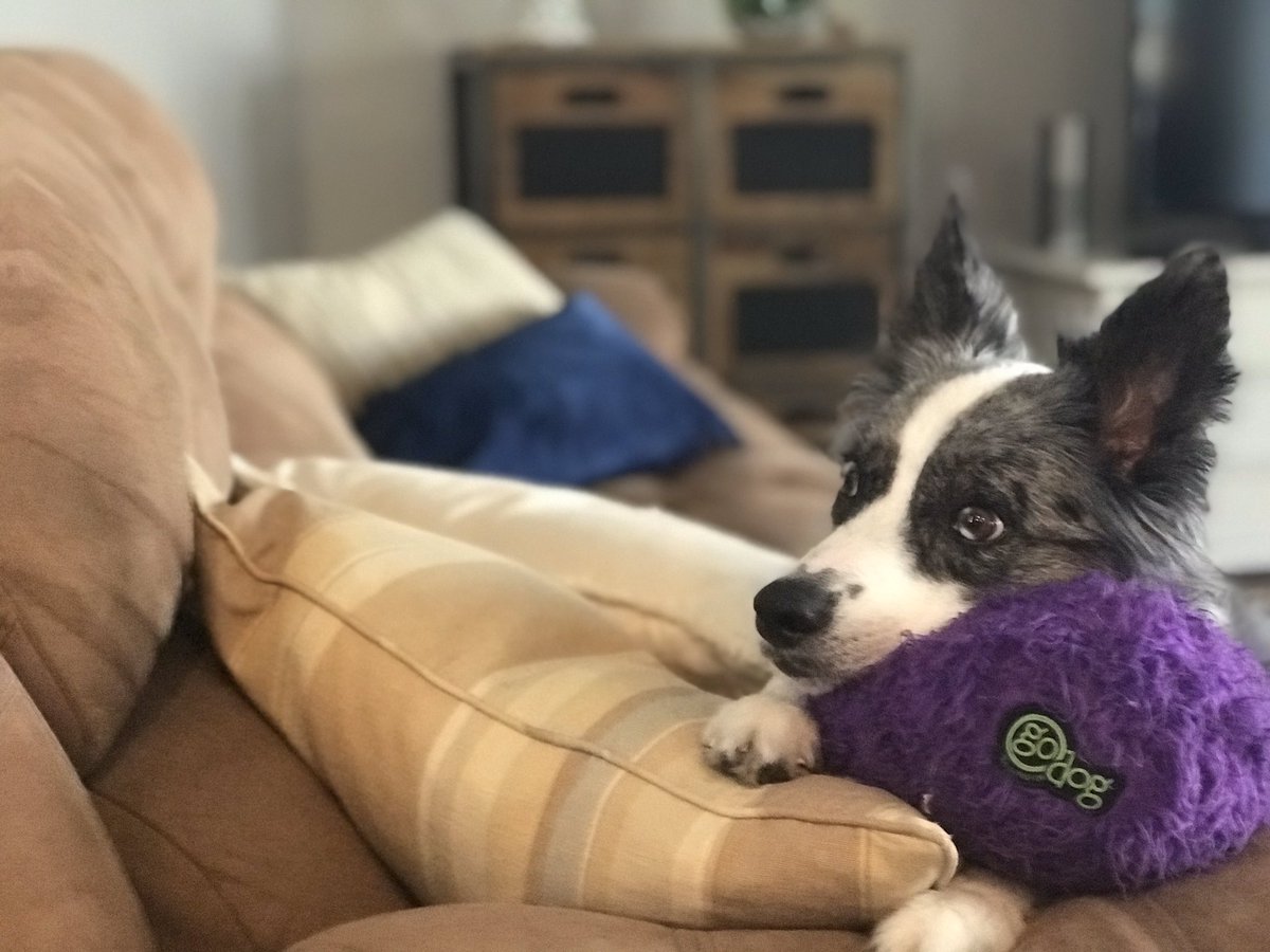 BugMarni's tweet photo. @lilaravve Happy Birthday - from Phoebe https://t.co/2rsFDmwC7O