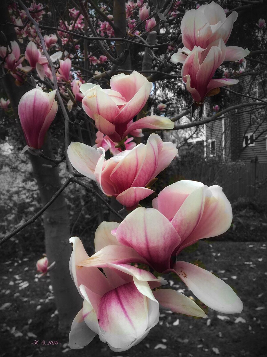 kms795's tweet photo. 🌸Even in darkness, hope will bloom.🌸 #earthandclouds #weatherphoto #photoplatform #landscape #nature #ThePhotoHour #News12LI #hope #inspiration  #LongIslandNY 
#DiscoverLINY #flowers #spring https://t.co/kq0zG2OdBS