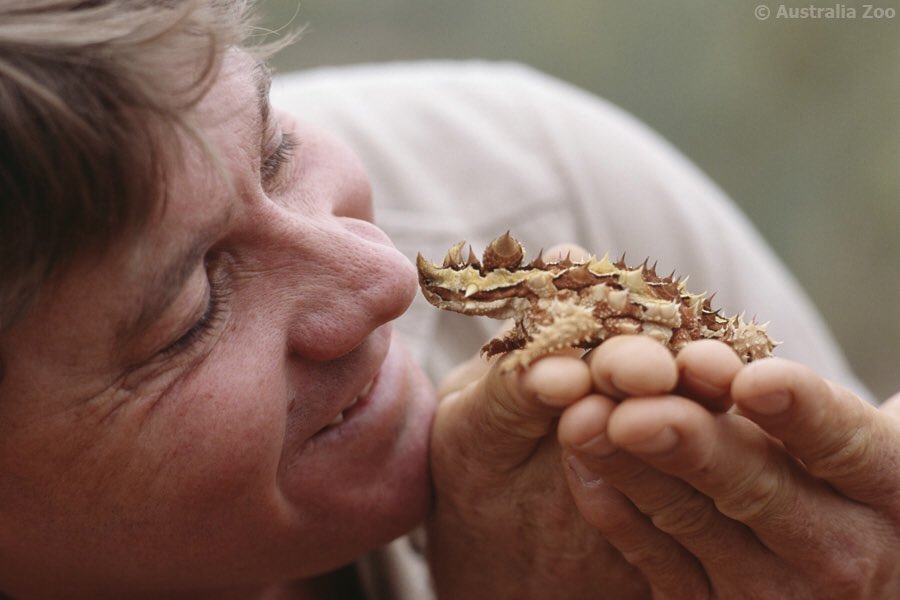 Steve believed if we could save one, we could save the species. With more wildlife on the brink of extinction, standing together as #WildlifeWarriors has never been more important. This Earth Day, give injured, orphaned &amp; endangered animals hope: Donate: wildlifewarriors.org.au/donate/.
