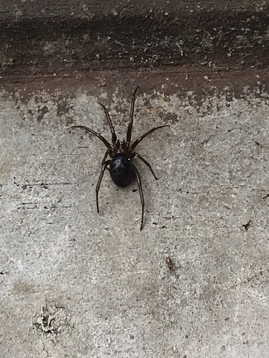alexcovelli's tweet photo. @Arachno_Cosas Me encontré  a esta amiga tomando el@sol en cada Alcaldía en @Coyoacan CDMX, Es de IM ?
Saludos https://t.co/GB5NzoKQJC