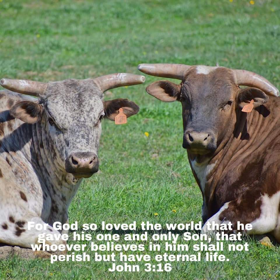 MatthewDowdy15's tweet photo. @RodeoOutlaw @Flintrass @TeamCooperTire @CodyNancePBR @CordMcCoy 
Iv heard, I can't wait to get BACK to normal,what if God doesn't want normal anymore.We serve a God that is not close to normal,he gave his son for a bunch of sinners. Maybe we should embrace the unsual situations. https://t.co/PHaT7CsEmP