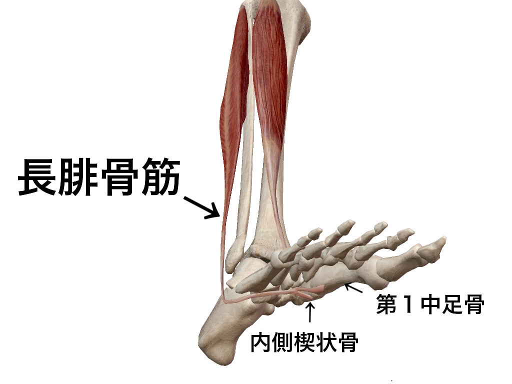 一社 日本治療家研究所 Prt療法 思いっきり解剖学 Ar Twitter 前脛骨筋と長腓骨筋 ２つの筋肉は互いにアーチに対して働く筋肉で 停止部が表と裏の関係になっています なので 拮抗筋のように作用し合います 前脛骨筋が収縮すれば長腓骨筋も収縮しやすくなる