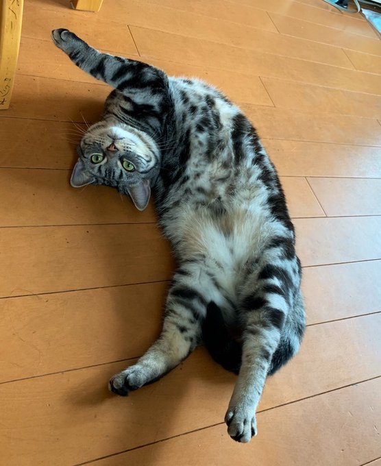 アメリカンショートヘアのtwitterイラスト検索結果 古い順