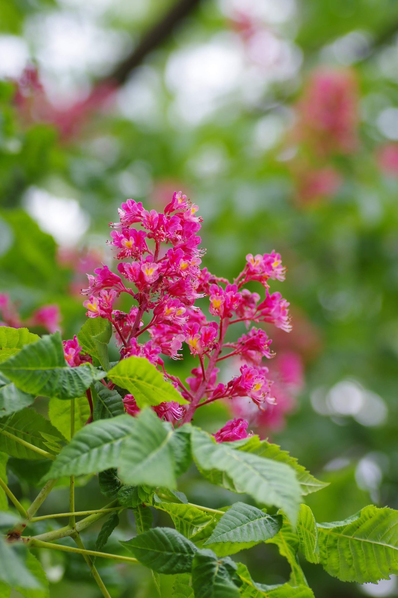 Ottso マロニエの木と花 西洋栃の木って言うんだね 去年の万博公園 Marronnier Horse Chestnut Chestnuthorse マロニエ 花撮り Pentax 万博記念公園 Flowers 花 Nature 葉 樹 花のある風景 カメラ散歩 散歩フォト キリトリセカイ 写真