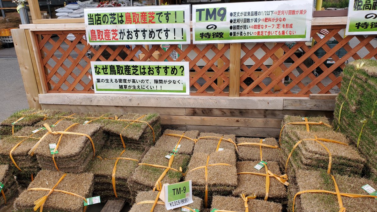 つりきっぷのガーデニング奮闘日記 A Twitter 4 22 本日の芝生 憧れのtm9が売っています 隣の姫高麗芝よりかなり売れています そして 成長も遅い Tm9の時代がきたか 欲しいが張るとこがないので 今の実験が終了すれば 張り替えるかも しかし 水あげてくれ