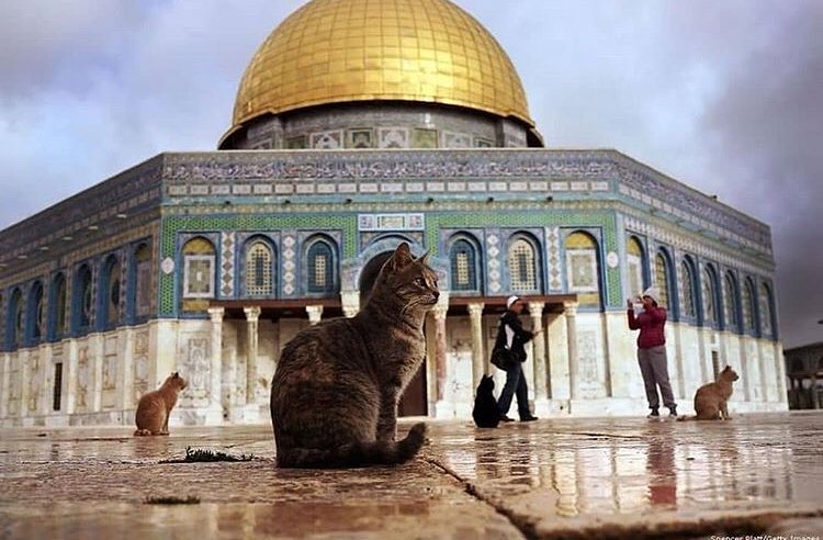 a thread of cats at masjid al-aqsa