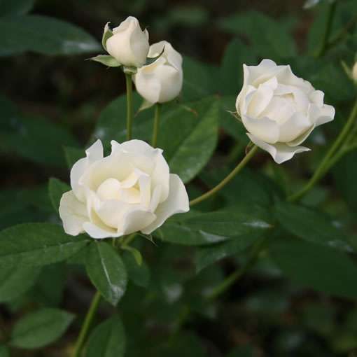 O Xrhsths オキツローズナーセリー Sto Twitter コットンカップ かわいい白のカップ咲きの品種 で 大変花持ちがよく満開になってもなかなか散らないスプレイバラ 切らずに長く置いておくとグリーンを帯びてきます T Co Vdpmn4kc6d 薔薇 バラ Rose 花