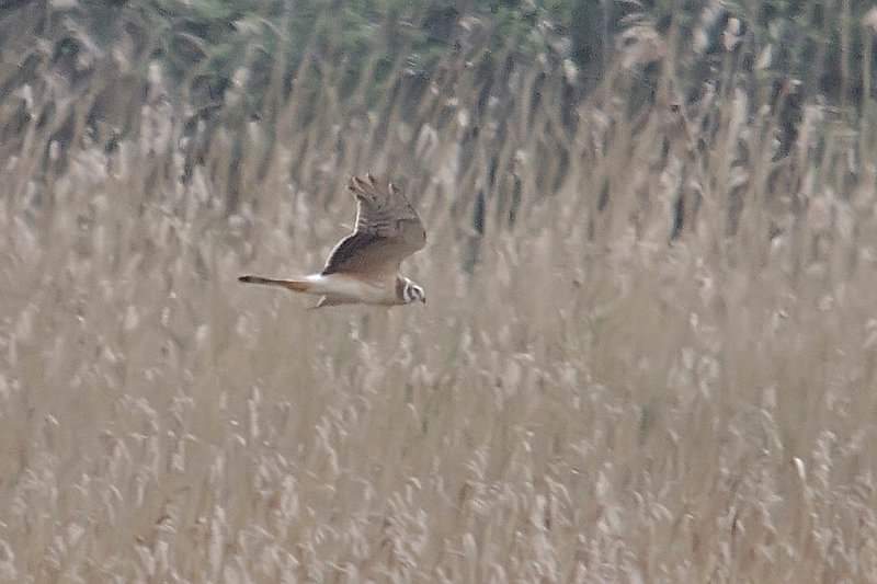 birdingstandard's tweet photo. On this date we celebrate Pallid Harrier day! The day Irish birders join together to begrudge the finding of Ireland's 1st #PallidHarrier ๐. This was the very first shot taken of it, kindly provided by @romclaughlin. Happy #Begrudgery day to all! ๐ #standards #potatoland https://t.co/qbhcUiggoj