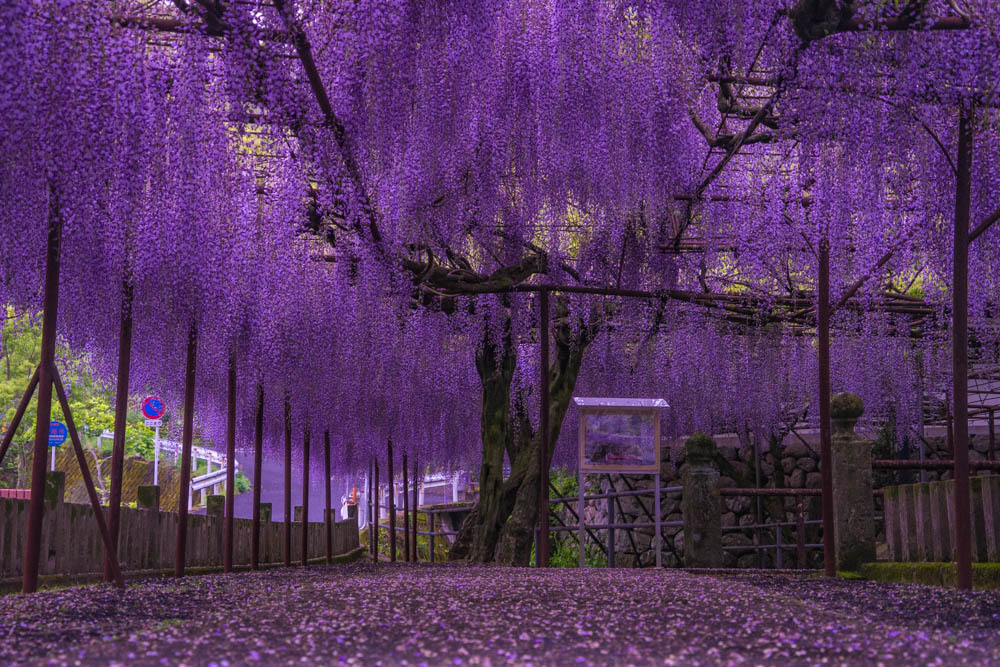 これで鬼は入ってこれない 鬼滅の刃 を彷彿とさせる見事な藤の花のカーテンが めちゃくちゃ結界張れとる 鬼滅ファンホイホイ Togetter