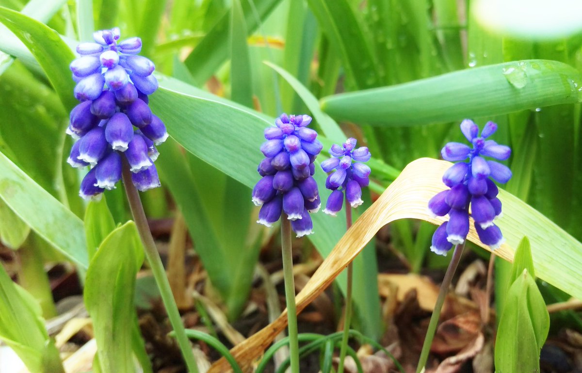 花 در توییتر 私の 明るい未来 は潜んでいる 立ち上がり歩み出す私の一歩が 転ぶごとに力強く大きくなっていることを あの悲しみから踏み出したその一歩が この喜びへつながっていることを 藤川幸之助 今日の花 ムスカリ 花言葉 明るい未来 12時