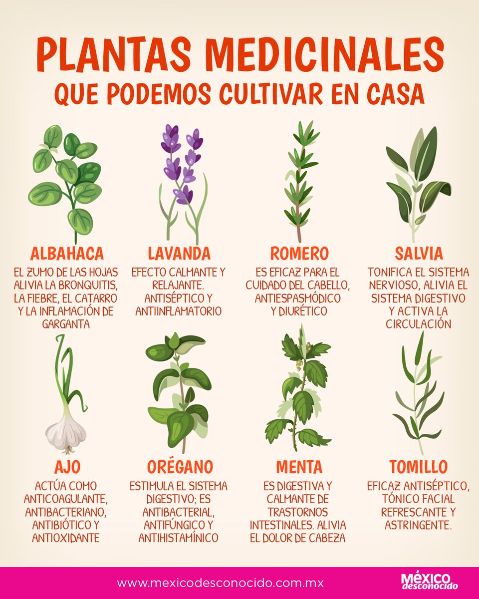 Todo 18+ Foto plantas medicinales con la letra b Alta definición completa, 2k, 4k Todo 18+ Foto plantas medicinales con la letra b Alta definición completa, 2k, 4k