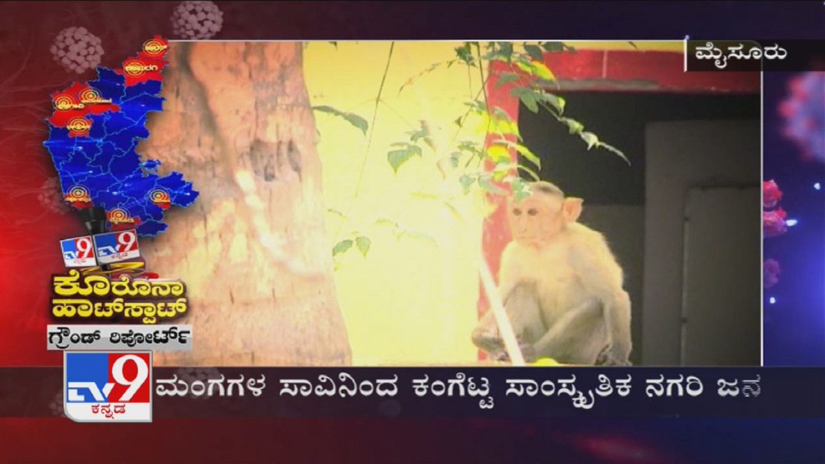 tv9kannada's tweet image. Monkeys Continue To Die Mysteriously In Mysuru, Arise Doubts Over 'Monkey Fever'

Video Link ► youtu.be/07WyQarkiHA

#Karnataka #Mysuru #MonkeyFever #MonkeysDeath #Coronavirus #Covid19 #TV9Kannada #KannadaNews