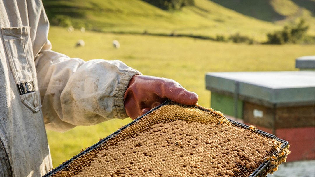 At #Comvita we believe in leaving our Earth a little better than we found it. Since our founding in 1974, we have always aimed to enhance the #ecosystem in New Zealand.

Bee kind to our Earth, it's the only one we have. 🐝🌏💚

#worldearthday2020  #ClimateChange