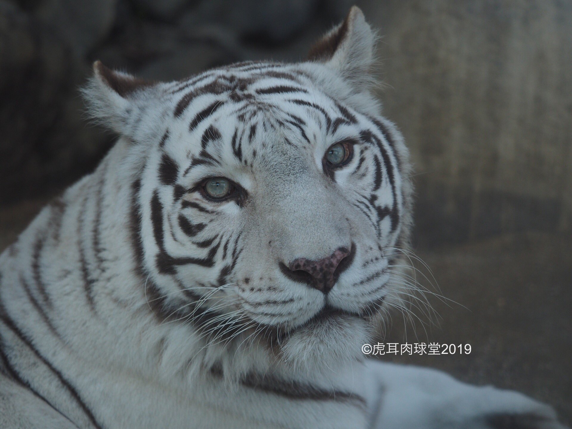 虎耳肉球堂 カーラ様 ご機嫌いかがですか 東武動物公園 ベンガルトラ白変種 別嬪虎 ロッキーの妻 ユファソソノスカイアクアアースサンスピカマリンリーフアポロの母 群馬生まれ 宝塚ファミリーランド系 虎耳肉球堂 カーラ様 ご機嫌いかがですか 東武動物公園 ベンガルトラ白変種 別嬪虎 ロッキーの妻 ユファソソノスカイアクアアースサンスピカマリンリーフアポロの母 群馬生まれ 宝塚ファミリーランド系
