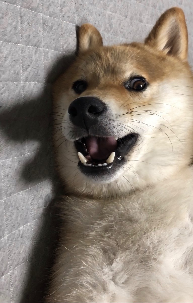 しばいぬはんべ たくさんのいいねをありがとうございました 本犬もめっちゃ驚いていました しばいぬはんべ たくさんのいいねをありがとうございました 本犬もめっちゃ驚いていました