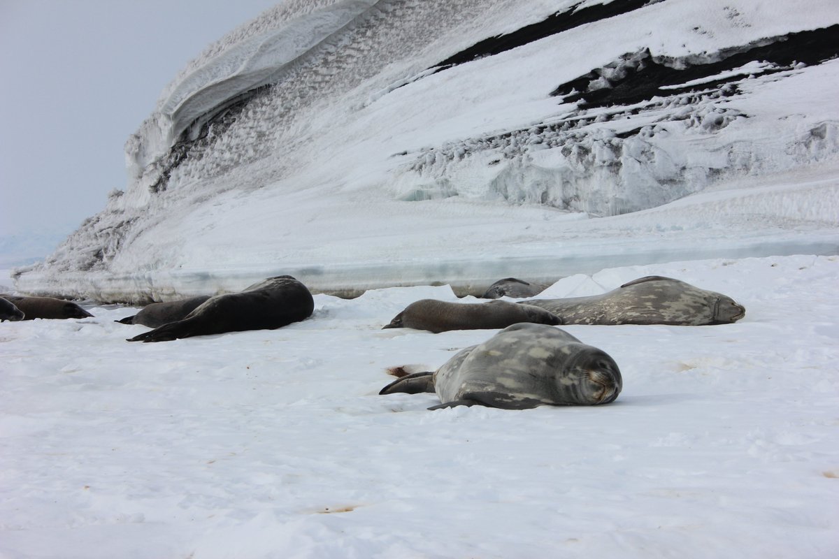 I'll start with my  #EarthDay2020   fact/photo: These are Weddell seals (Leptonychotes weddellii). Do you see how some of the bigger ones look kind of skinny? It's bc they are mothers, fasting until their pups get big enough to forage on their own. SUPER MAMAS!