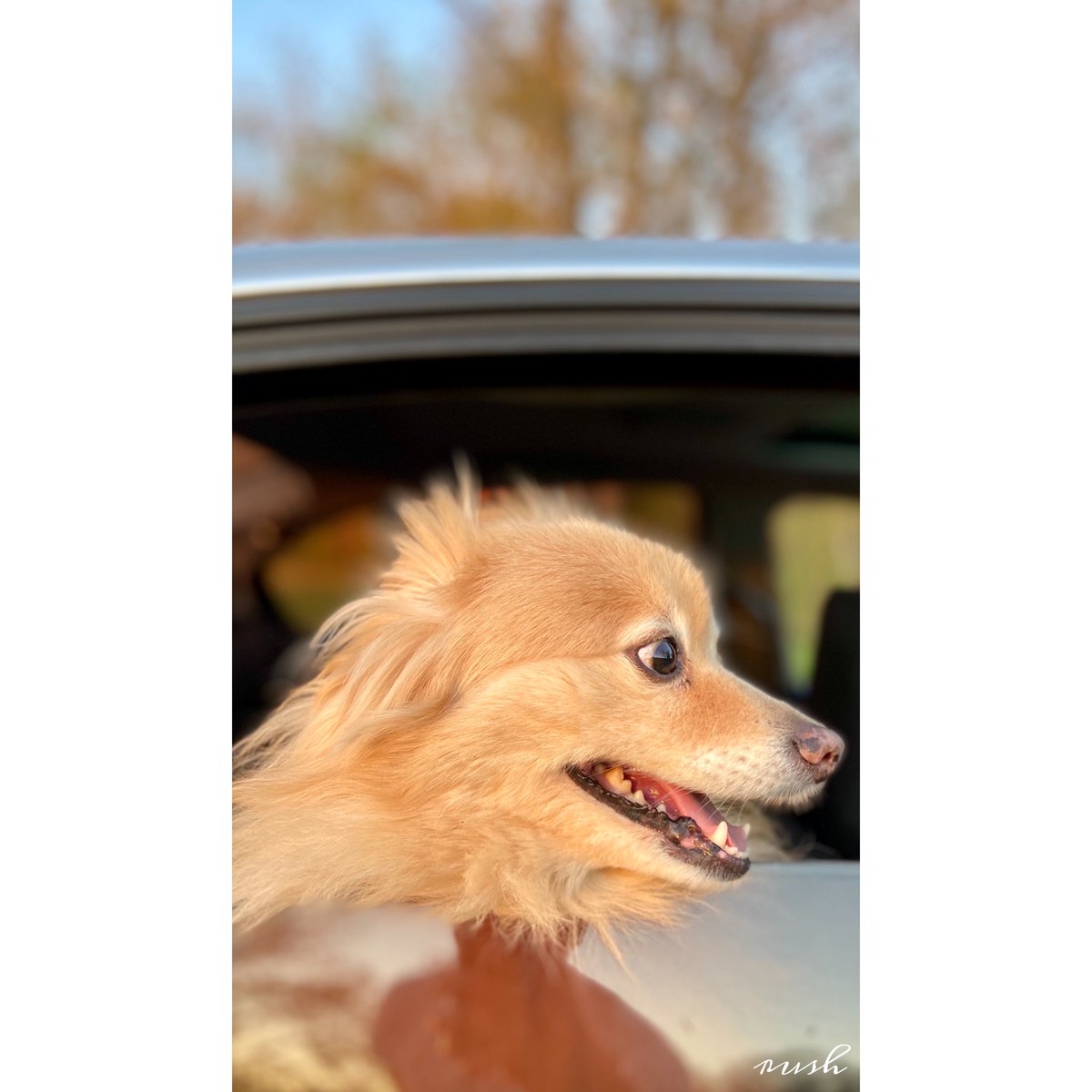 Rish_MJ's tweet photo. Came across this cutie. Couldn’t resist from clicking a picture. 

#FirstTweet #doglovers #shotoniPhone11pro #framebylens https://t.co/1GLEVrXVJk