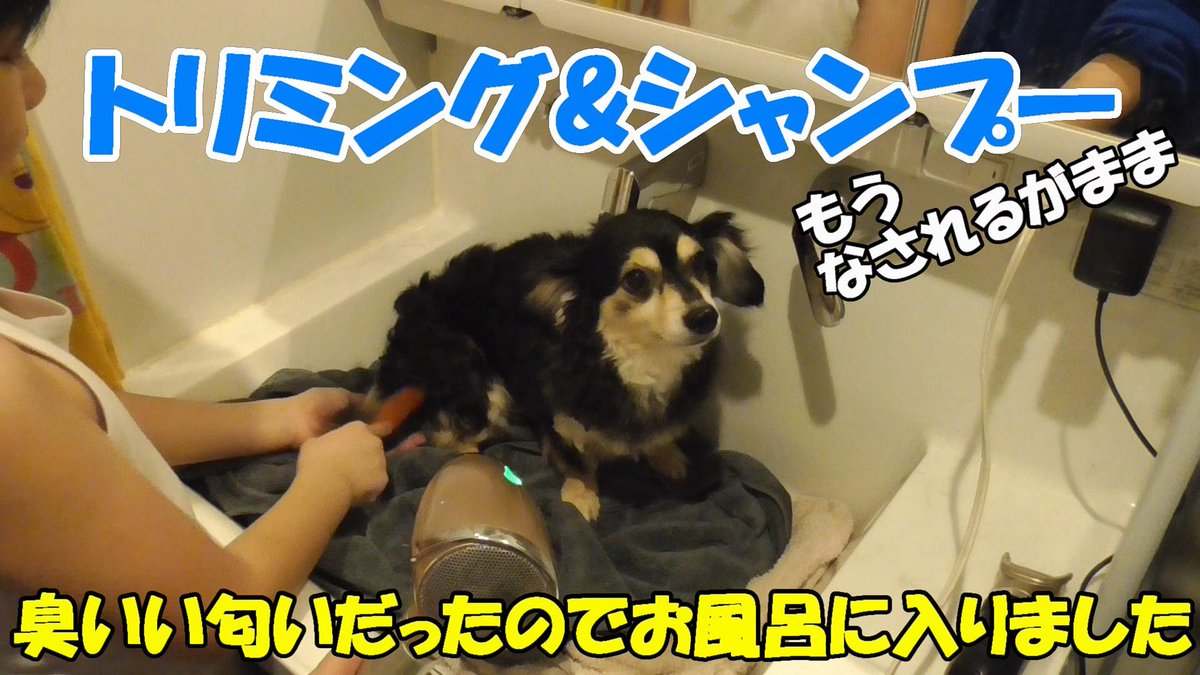 animalkchannel's tweet photo. YouTube配信💡
くさいいにおいのアレン君をシャンプー
https://t.co/snOsXOIlvT

YouTube あにまる けぇー で検索

チャンネル登録よろしくお願いします😉💕

 #チワックス #小型犬 #犬 #シャンプー #セルフトリミング #youtube #YouTuber #あにまる #アニマル #animal #animals #あにまるけぇー https://t.co/Y0tMScevYj