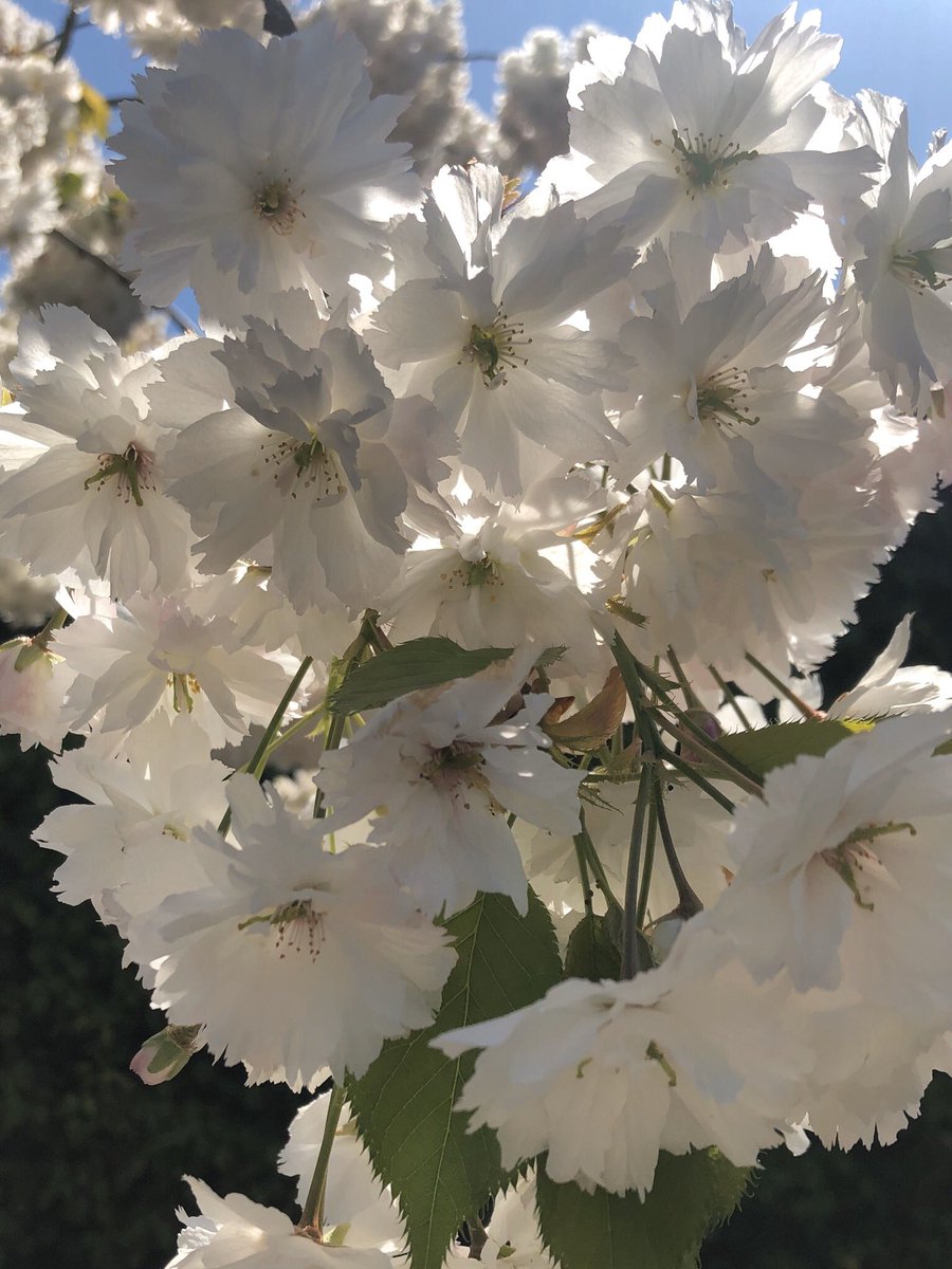TessTrusu's tweet photo. Spring #1 🌻☘️🌼🌺🍀🌹🥀#flowers #leaves #observingplants @SarahDuffey5 @ssascommunity https://t.co/evqBFFzF1J