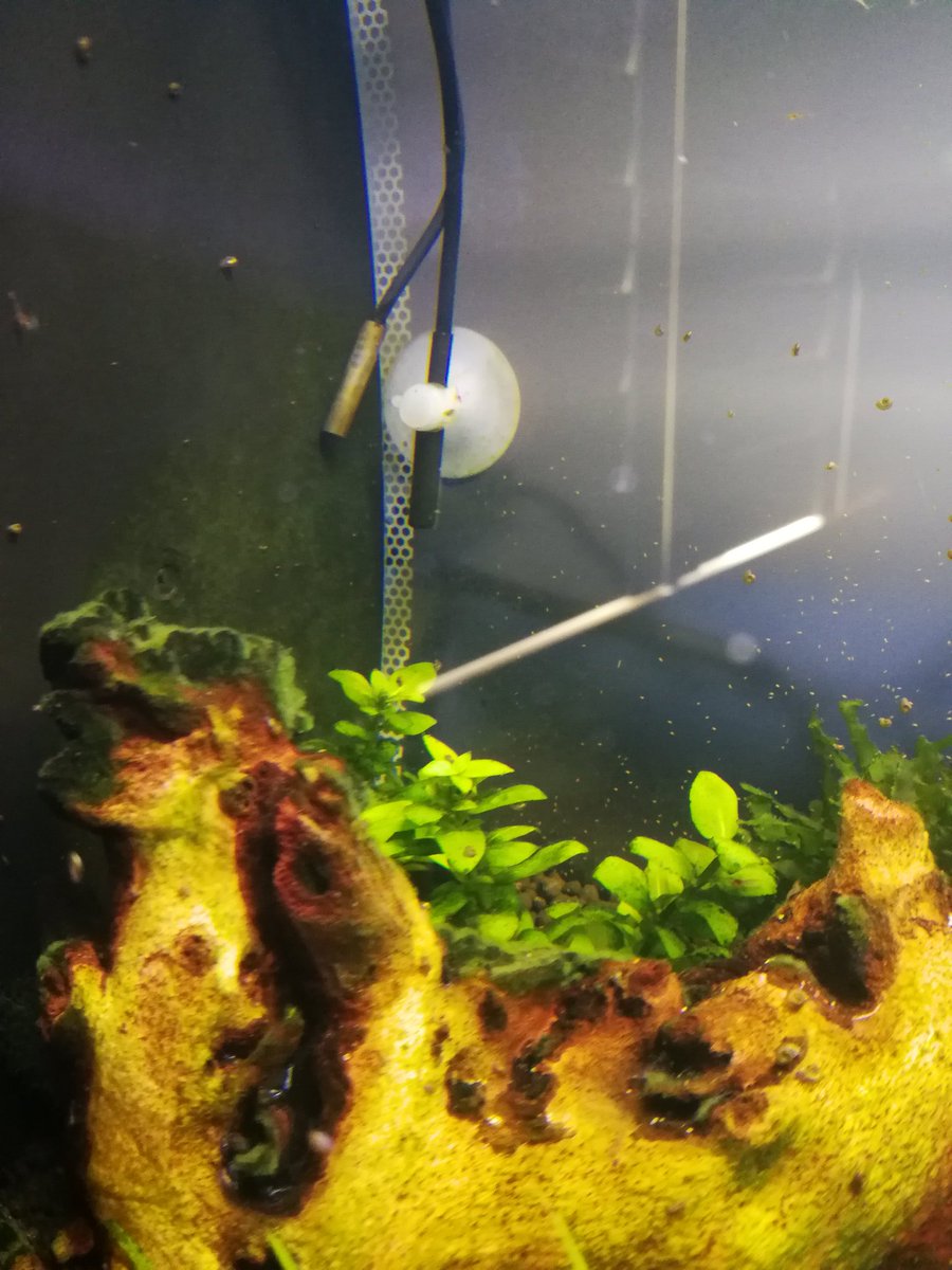 The plants on the right are going great, the plants on the left less so. I expected that though, these things took a long time to get going in our other tank, but then shot up.