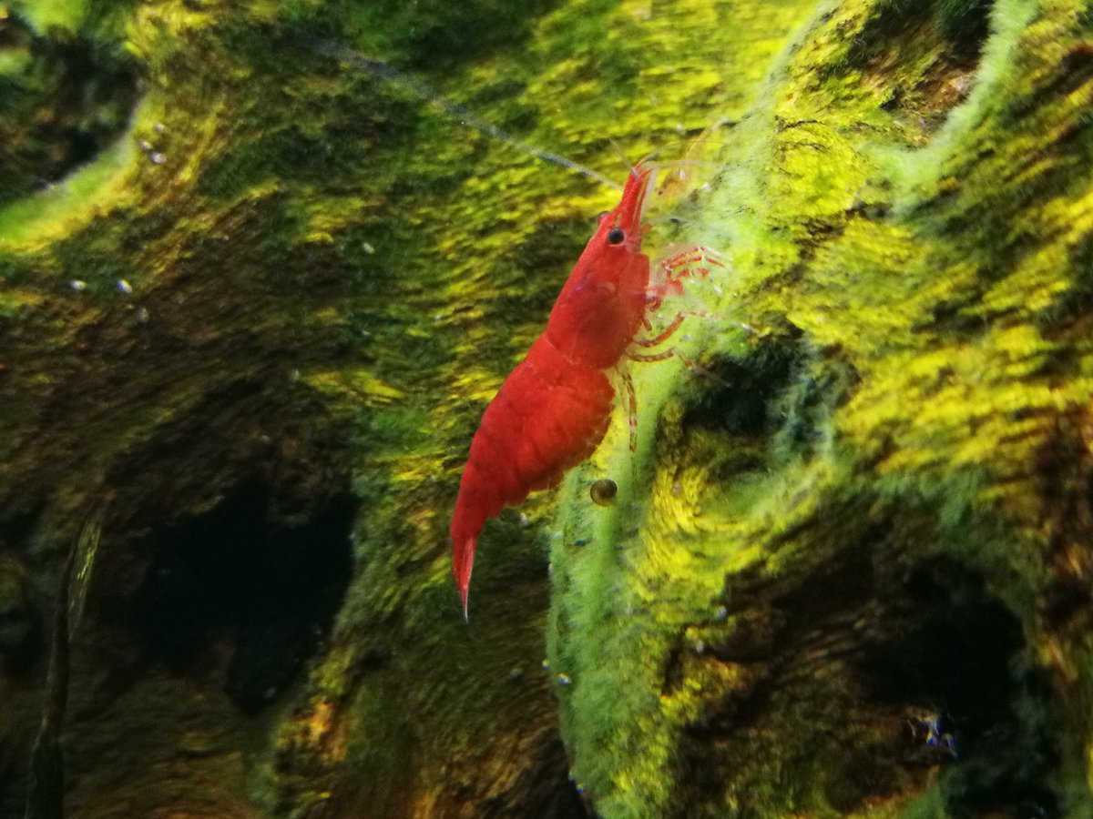 The  #cherryshrimp look really healthy (great colours) & have been reproducing like crazy.