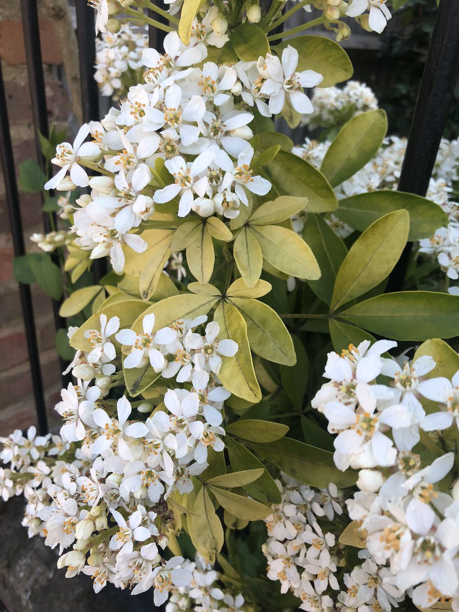 TessTrusu's tweet photo. Spring- observing plants #2            🌱🥀🌿🌹🌺🌸🌼☘️ #flowers #leaves #SocialDistanacing @SarahDuffey5 https://t.co/rBOdMS5gTv