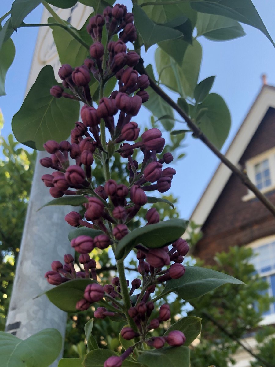 TessTrusu's tweet photo. Spring- observing plants #2            🌱🥀🌿🌹🌺🌸🌼☘️ #flowers #leaves #SocialDistanacing @SarahDuffey5 https://t.co/rBOdMS5gTv