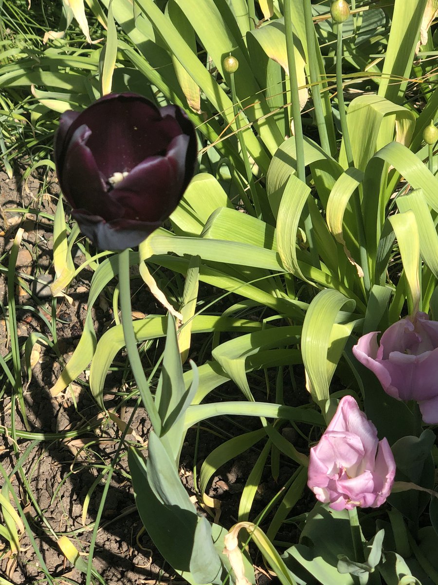 TessTrusu's tweet photo. Spring- observing plants #2            🌱🥀🌿🌹🌺🌸🌼☘️ #flowers #leaves #SocialDistanacing @SarahDuffey5 https://t.co/rBOdMS5gTv