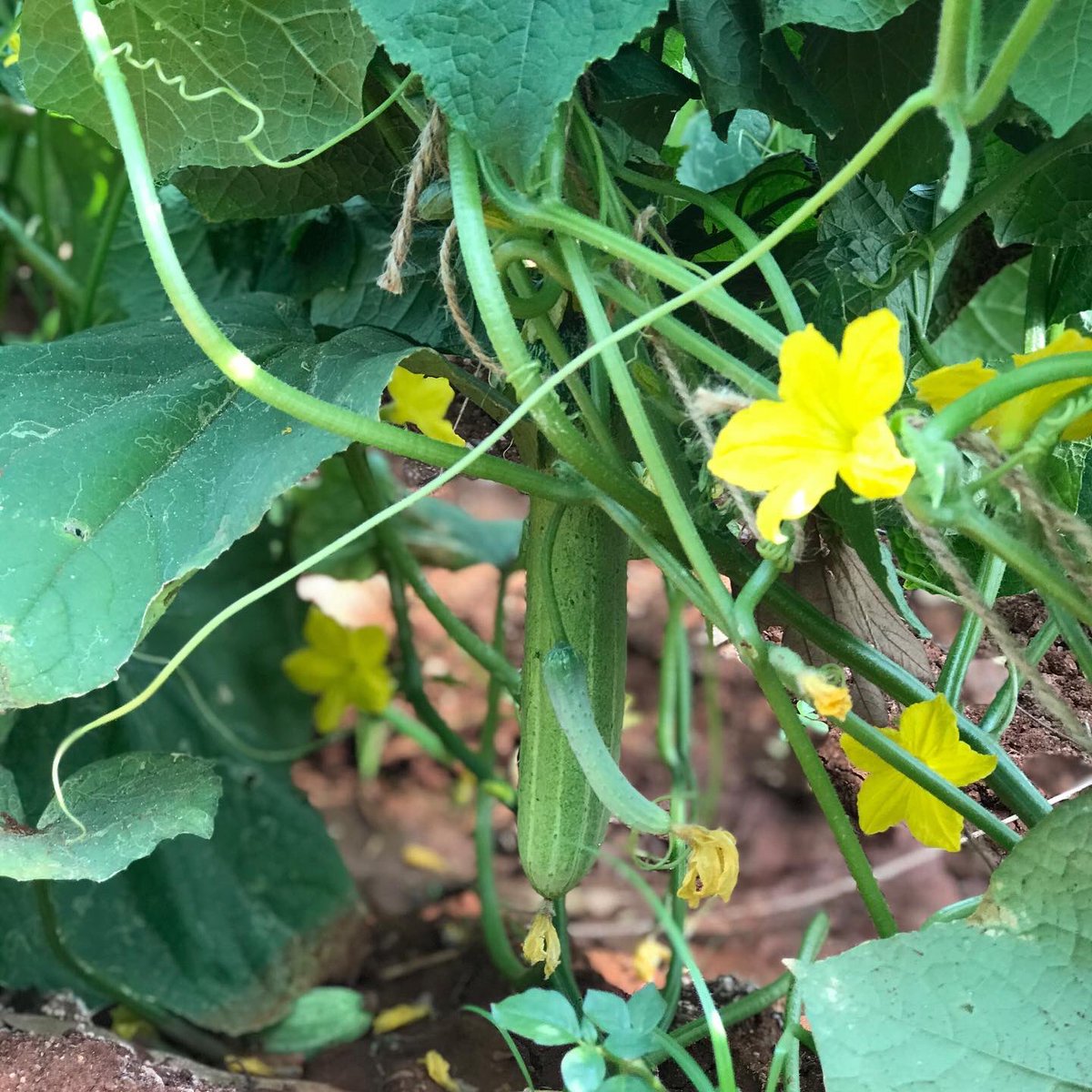 parvathimenon's tweet photo. #Earthday2020 
Sunlight, bountiful earth &amp; the magic of photosynthesis that converts solar energy and atmospheric carbon into food. Just to reiterate, we are all basically carbon. 😏 And finally it’s clear how fallible we really are, thanks to the Wuhan virus. 
#KhetSe 
#Simplify https://t.co/7Y0qQjrsTC