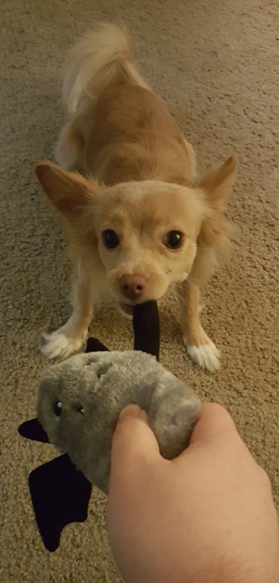 RedZoneRogue's tweet photo. Behold the mighty Potato, Devourer of Treats! She is forever my fearsome #MagicCompanion! #mtg #MTGIkoria @wizards_magic https://t.co/UDT2h27s7K